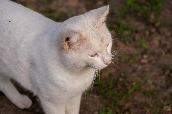 Tipps zur Pflege von Hybridfahrzeugen